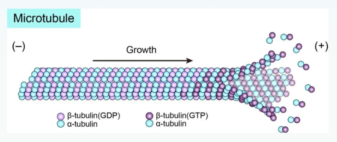Science重磅：首次捕獲人類細(xì)胞“高速公路”構(gòu)建過(guò)程的高分辨率圖像，為微管相關(guān)疾病的治療指明新的方向！