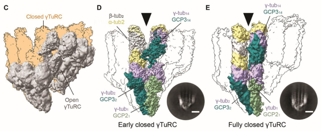 Science重磅：首次捕獲人類細(xì)胞“高速公路”構(gòu)建過(guò)程的高分辨率圖像，為微管相關(guān)疾病的治療指明新的方向！