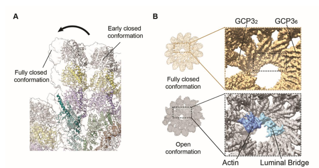 Science重磅：首次捕獲人類細(xì)胞“高速公路”構(gòu)建過(guò)程的高分辨率圖像，為微管相關(guān)疾病的治療指明新的方向！